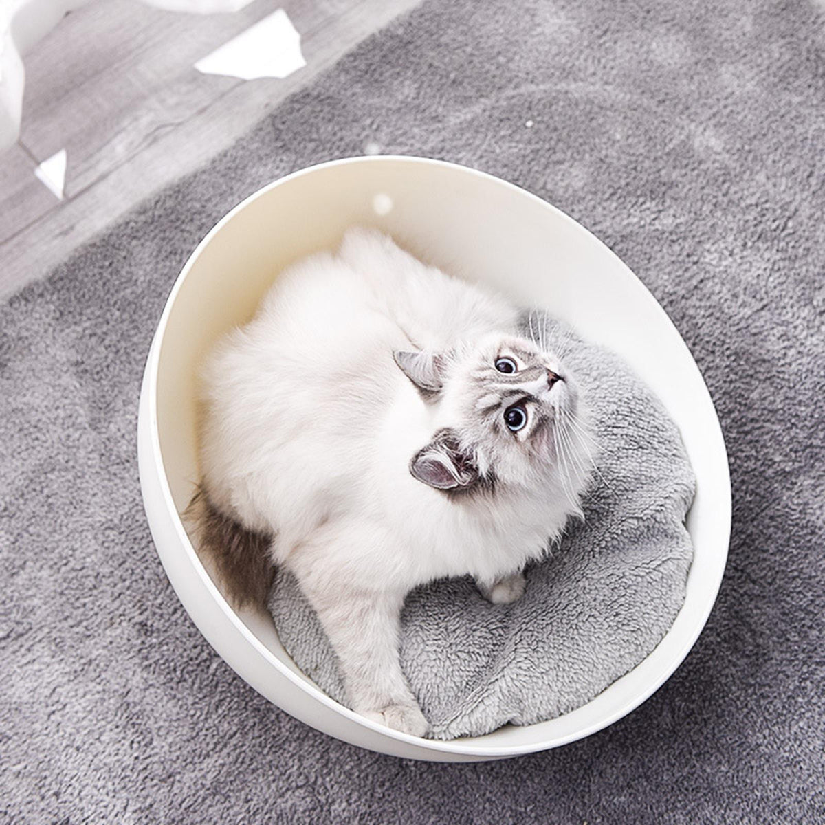 Cat resting in the rounded bed with the cushion.